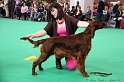 Crufts2011 162
